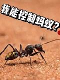 我能控制蚂蚁？