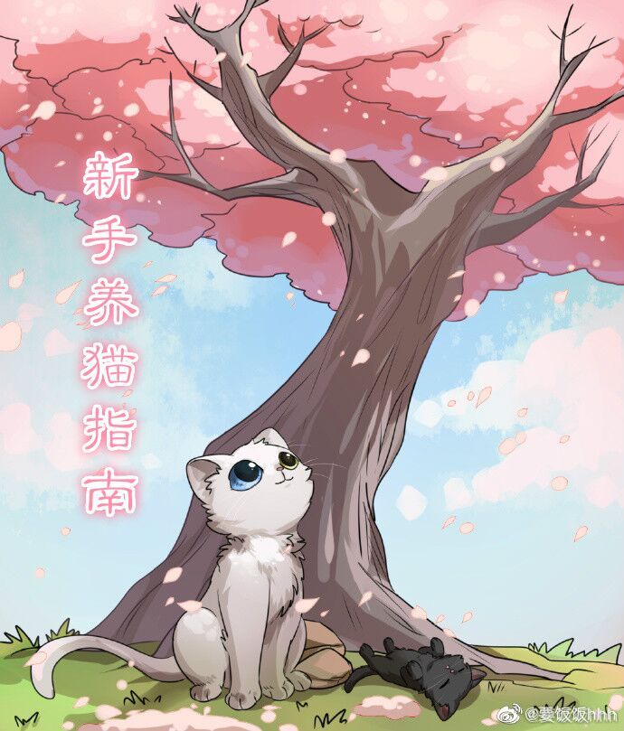 新手养猫指南
