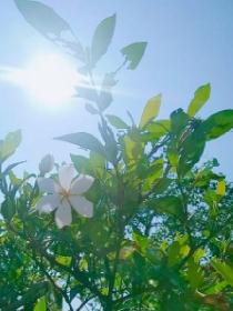 白裙子的彩色时代